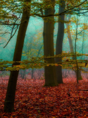 LA FORÊT DANS NOS TÊTES