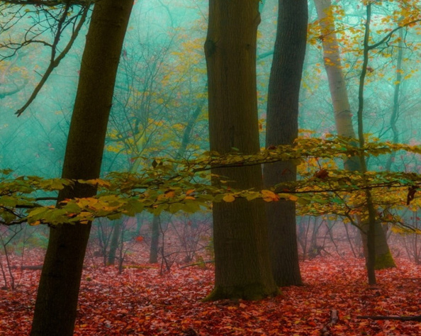 LA FORÊT DANS NOS TÊTES